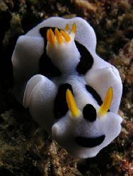 looks like a smiling panda by Cipriano (ripli) Gonzalez 